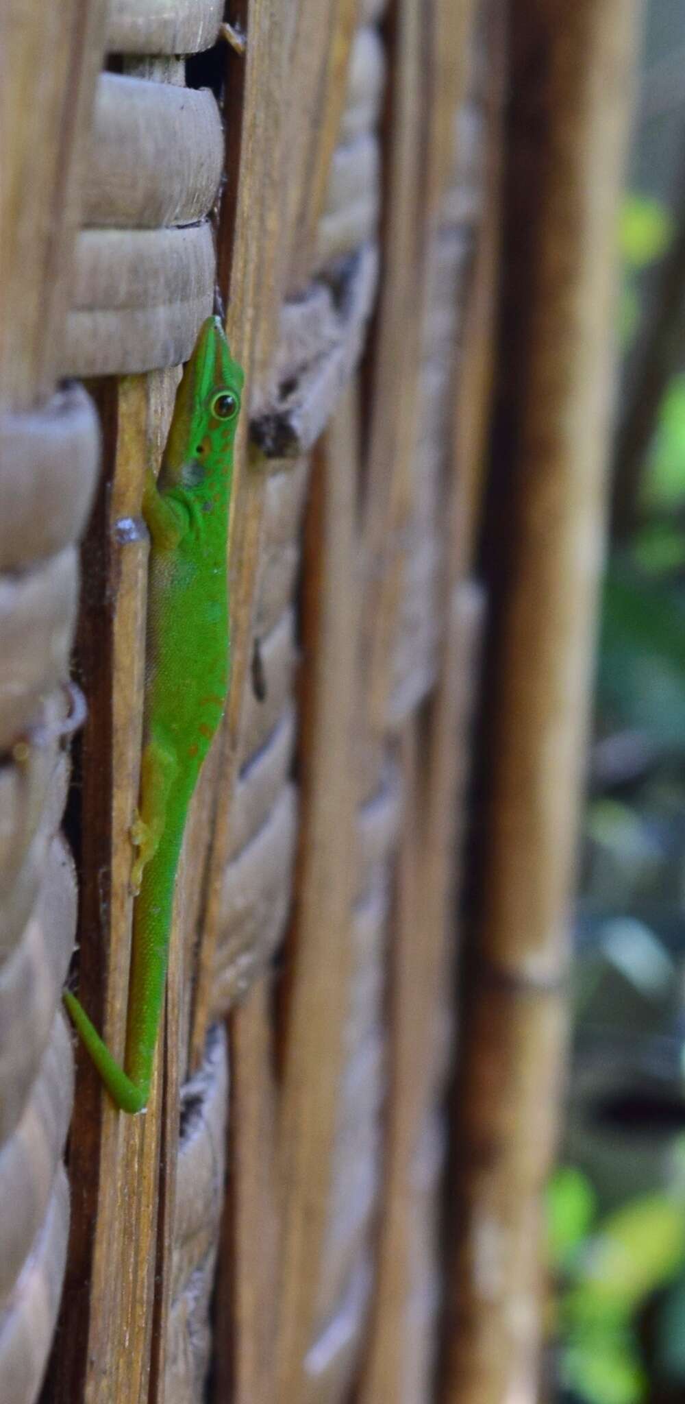Image of Andaman Day Gecko