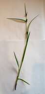 Image of eastern narrowleaf sedge