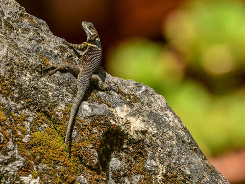 Image de Sceloporus aureolus Smith 1942