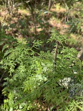 Image of Asparagus ramosissimus Baker