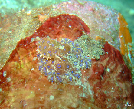 Image of Greater Blue-ringed Octopus