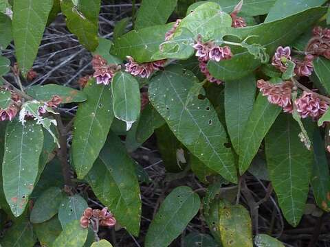 Imagem de Lasiopetalum macrophyllum R. Grah.