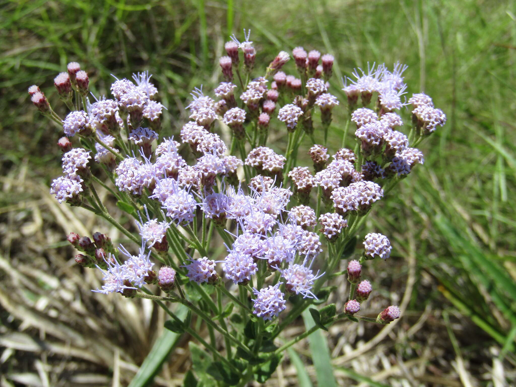 Image of Chromolaena hirsuta (Hook. & Arn.) R. King & H. Rob.