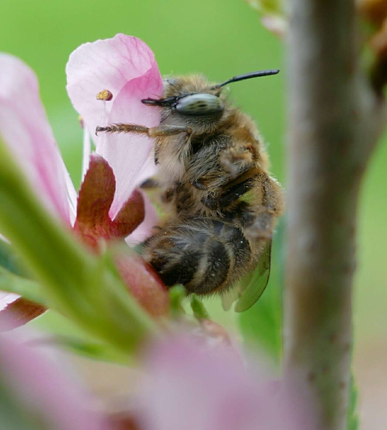 Anthophora crinipes Smith 1854的圖片