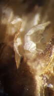 Image of Isoetes echinospora Dur.