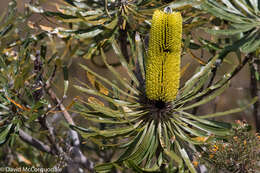 Plancia ëd Banksia attenuata R. Br.