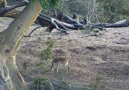 Image of Chacma Baboon