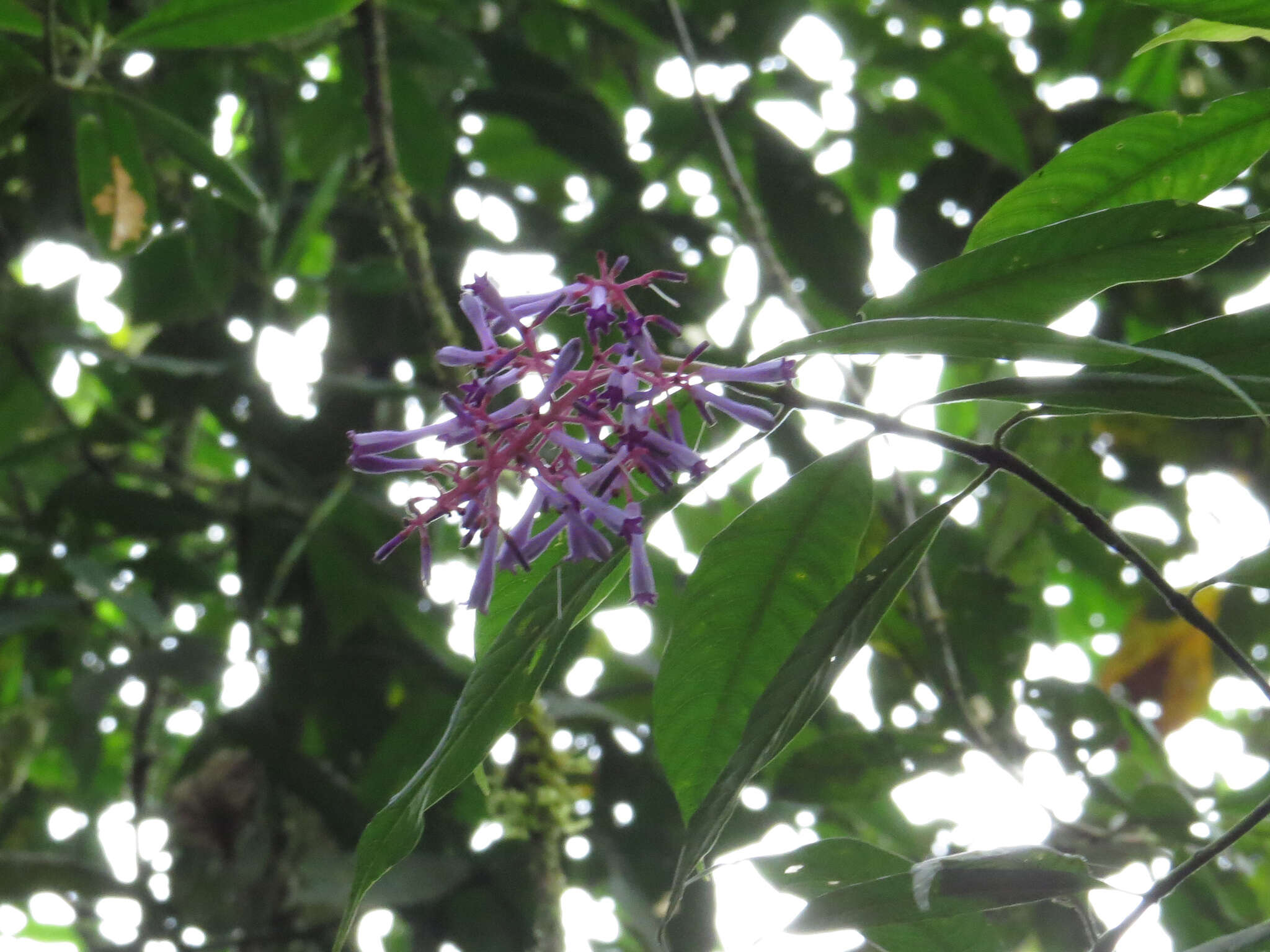 Image de Palicourea angustifolia Kunth