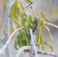 Image of Cedrelopsis grevei Baill. & Courchet