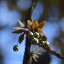 Image of Macroclinium lexarzanum (Hágsater & R. González) Dodson