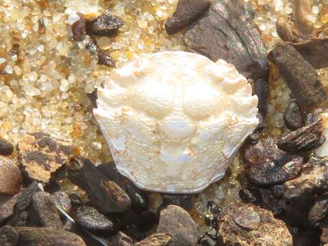 Image of arch-fronted swimming crab