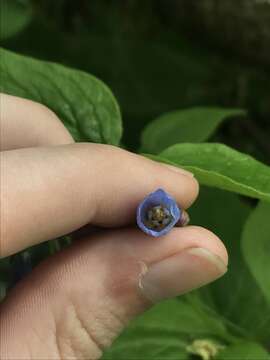 Image of broadleaf bluebells