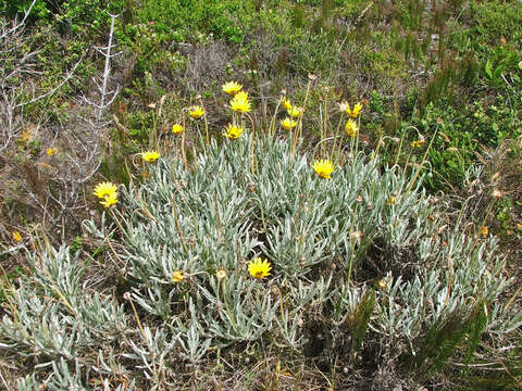 Image of Arctotis elongata Thunb.