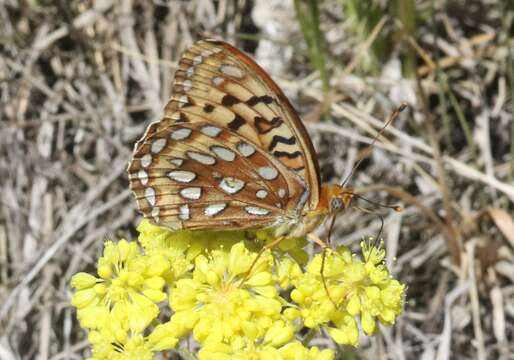 Image of Speyeria coronis halcyone Edwards 1868