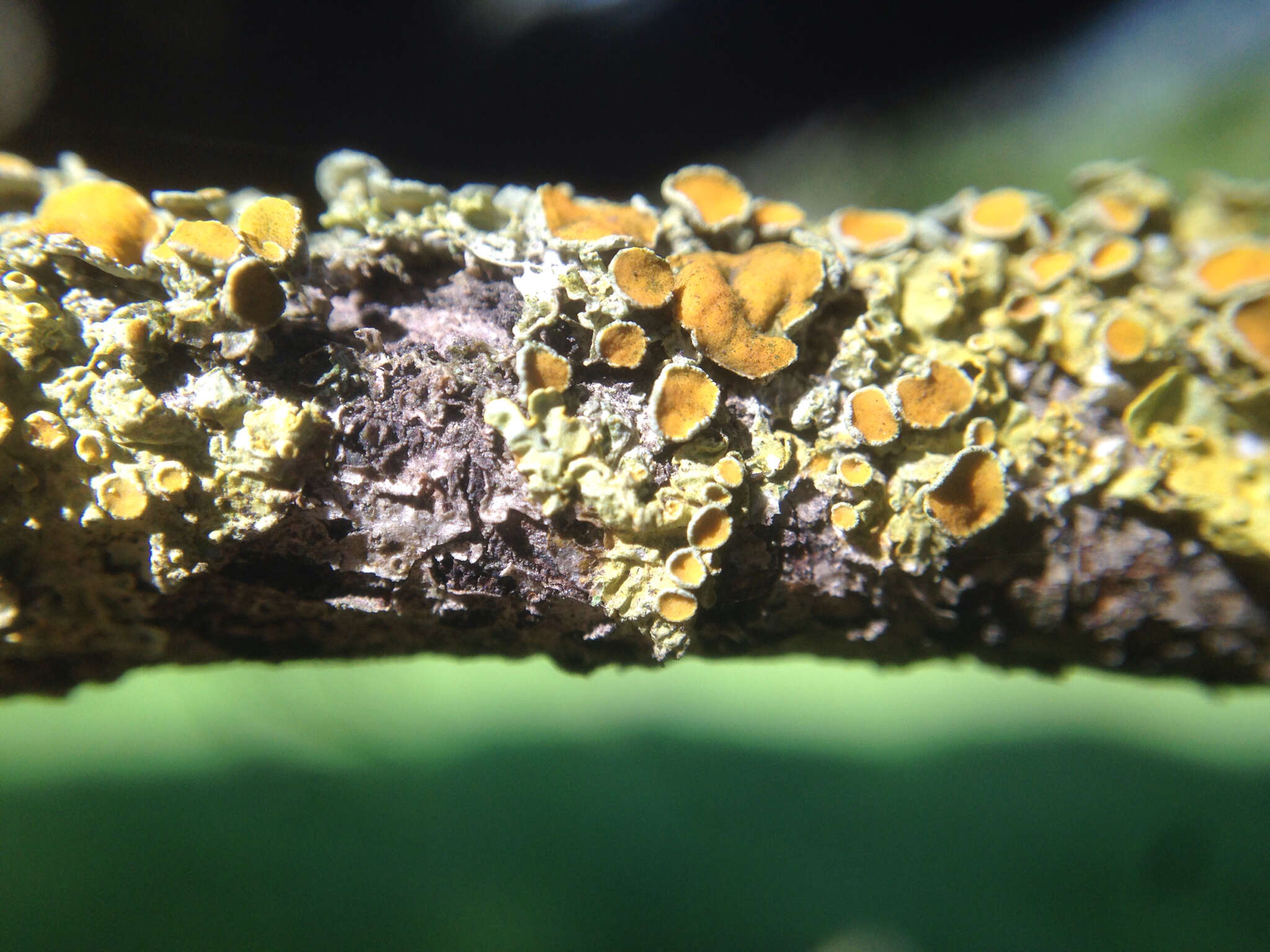 Image of Xanthoria tenax L. Lindblom