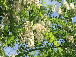 Image of black locust