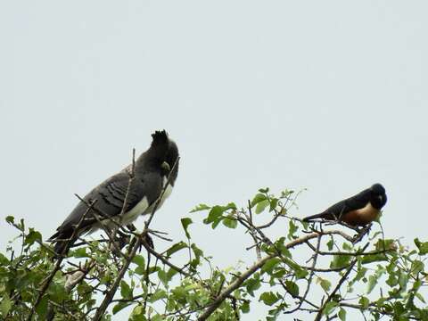 Image of White-bellied Go-away-bird