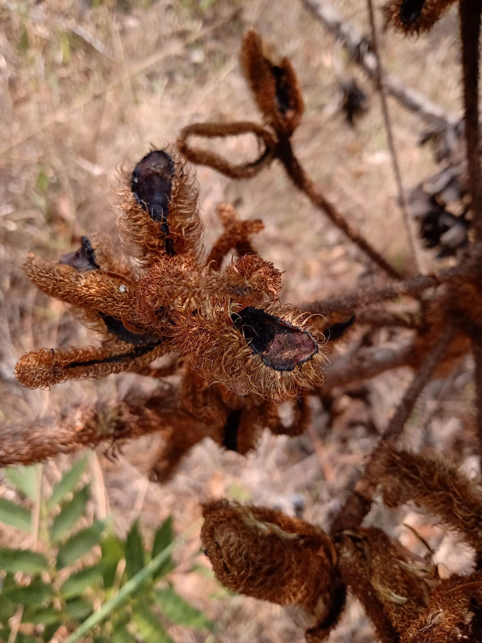 Слика од Mimosa claussenii Benth.