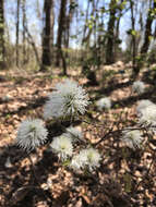 Imagem de Fothergilla gardenii Murr.