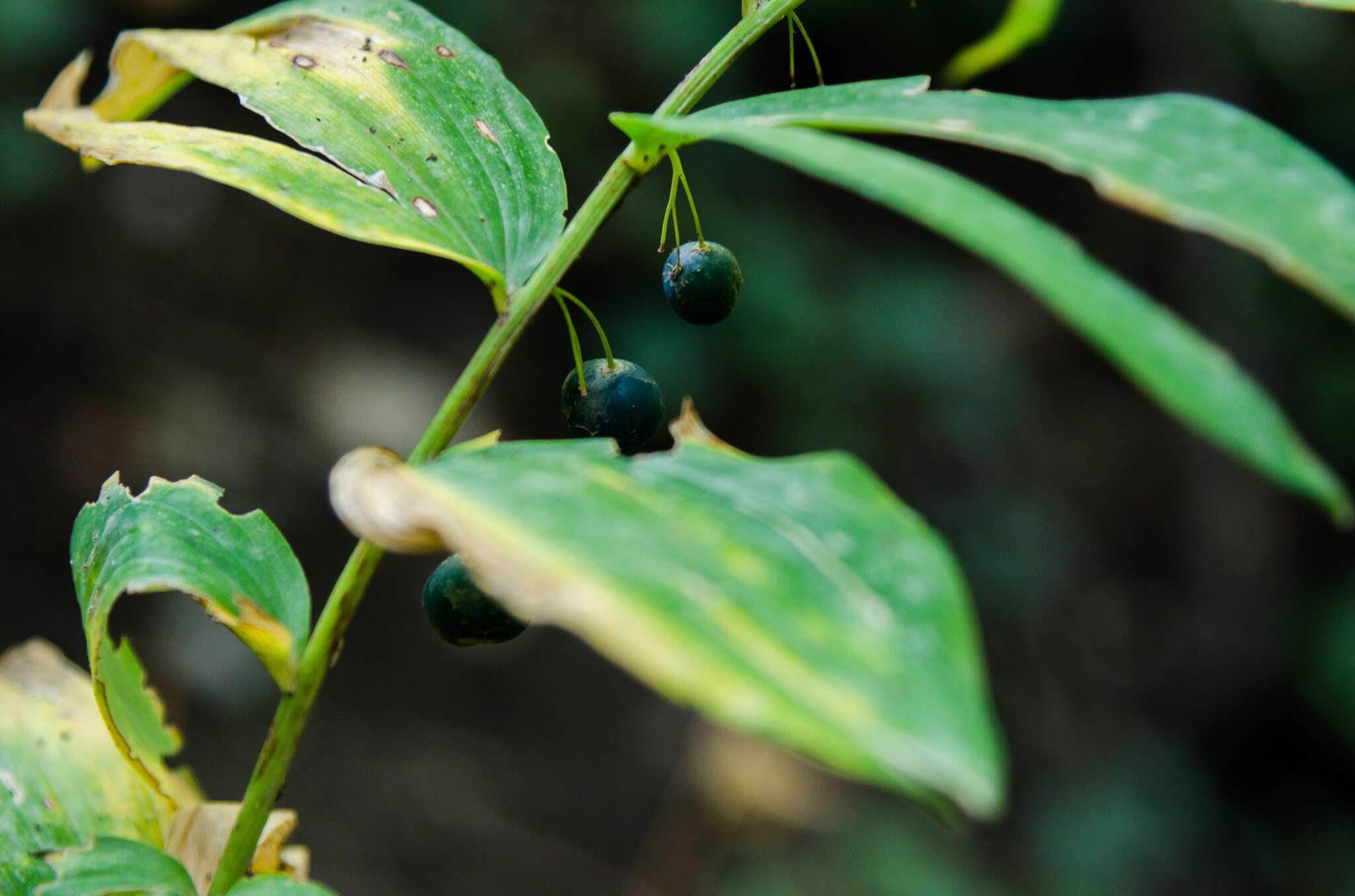 Image of Polygonatum orientale Desf.