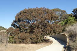 Image of eucalyptus