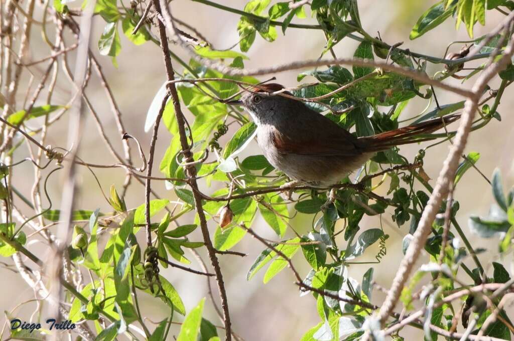 Image of Sooty-fronted Spinetail