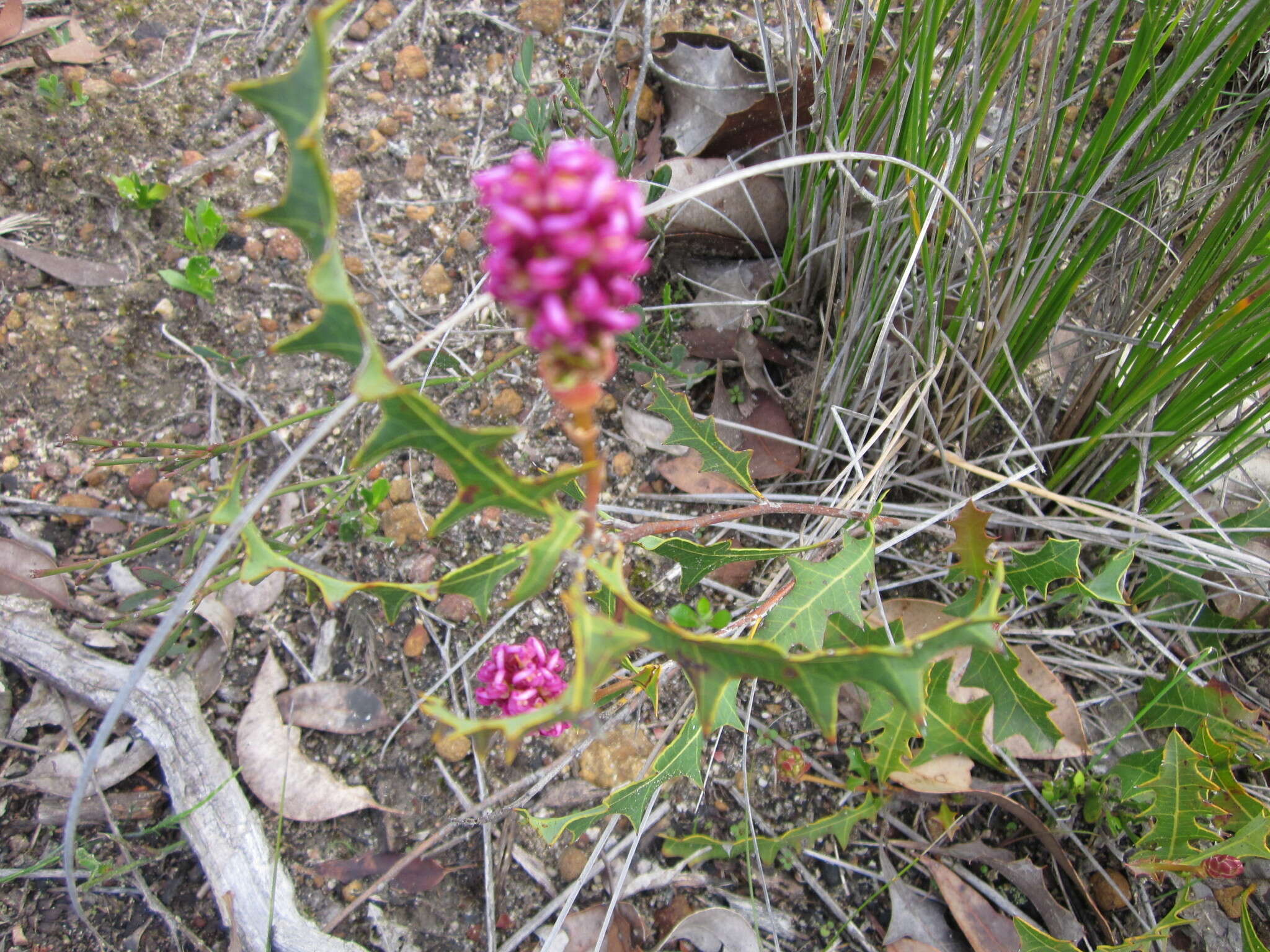 Image of Grevillea quercifolia R. Br.