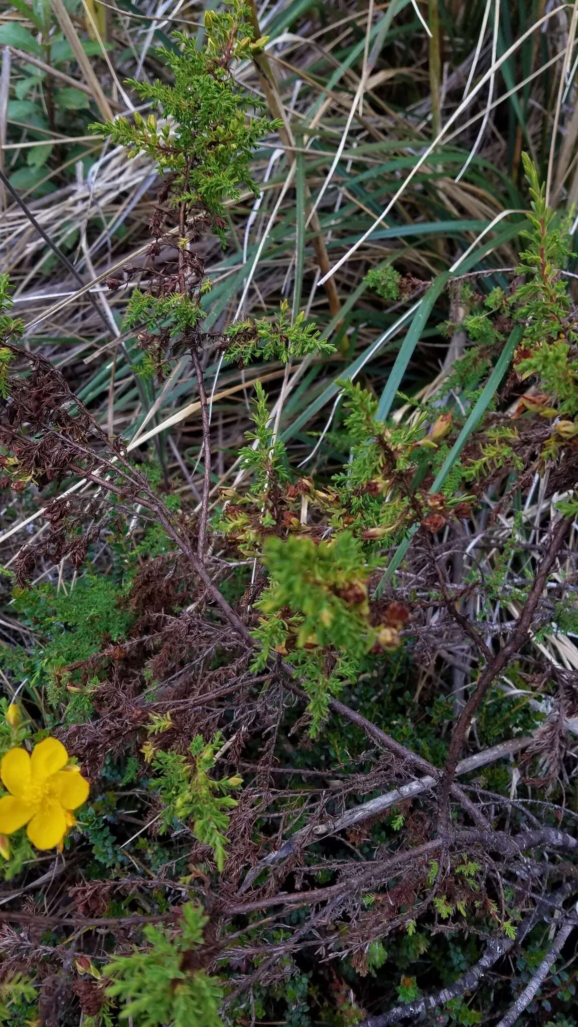 Image de Hypericum laricifolium Juss.