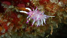 Image de Flabellina llerae Ortea 1989