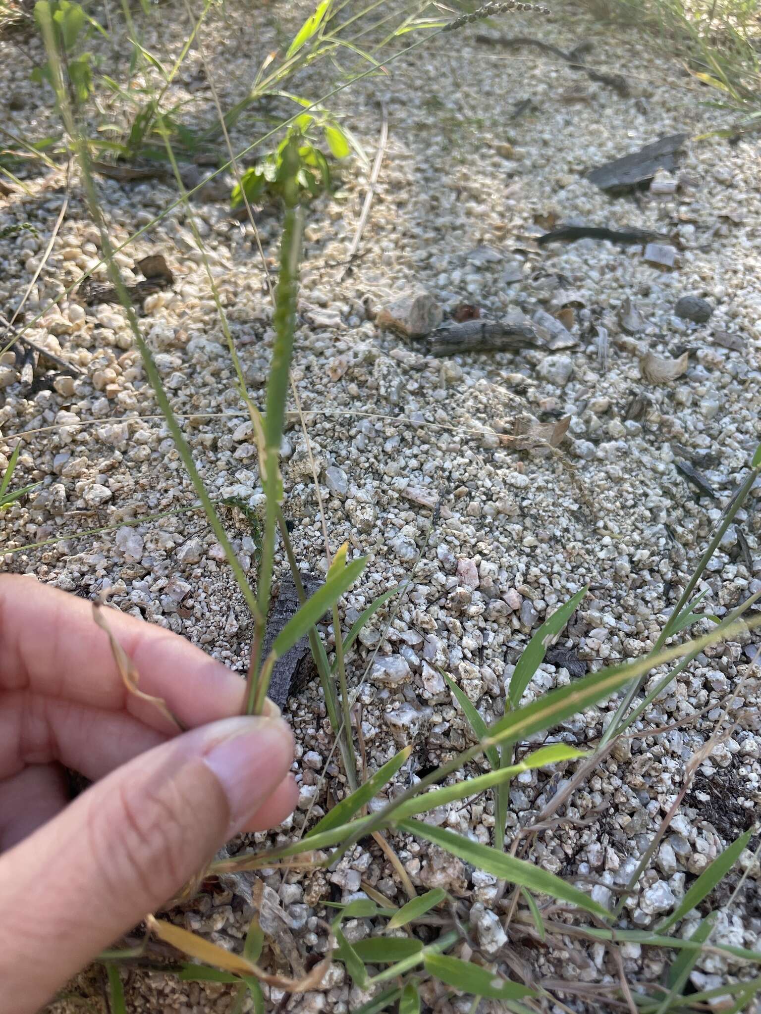 Image of oldfield grass