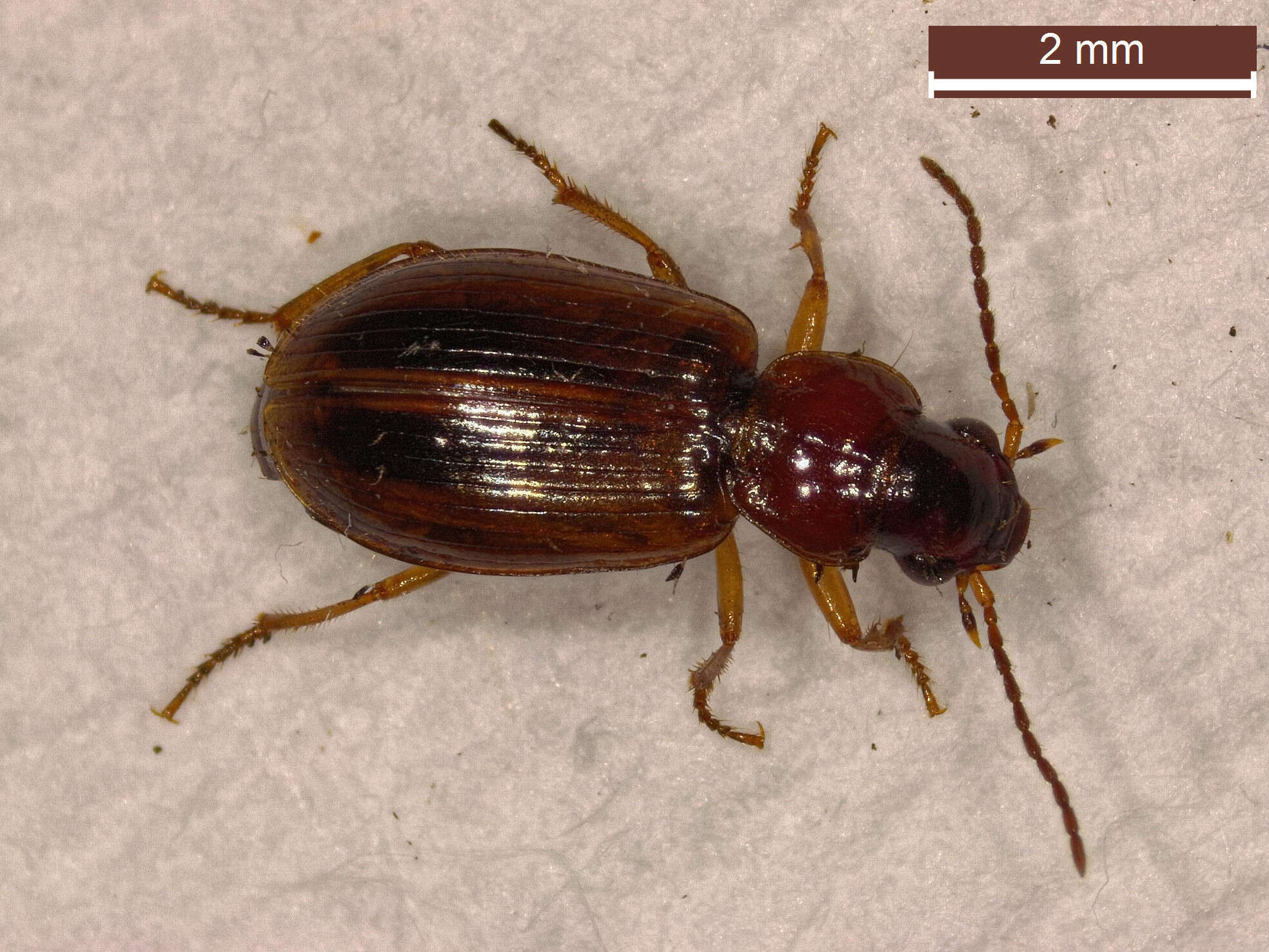 صورة Dicheirotrichus (Trichocellus) placidus (Gyllenhal 1827)