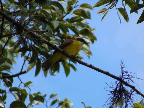 Image of Rusty-margined Flycatcher