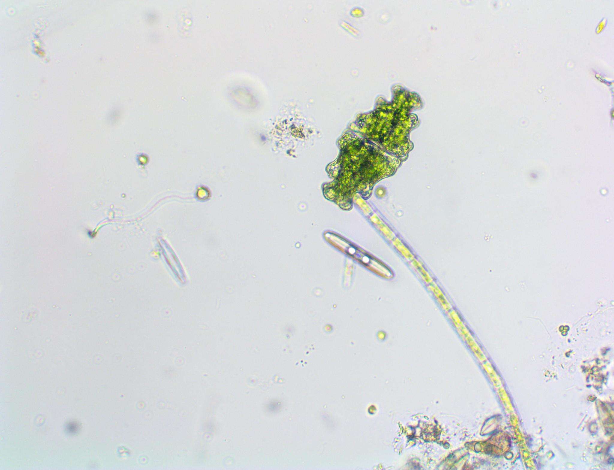 Image of Euastrum humerosum