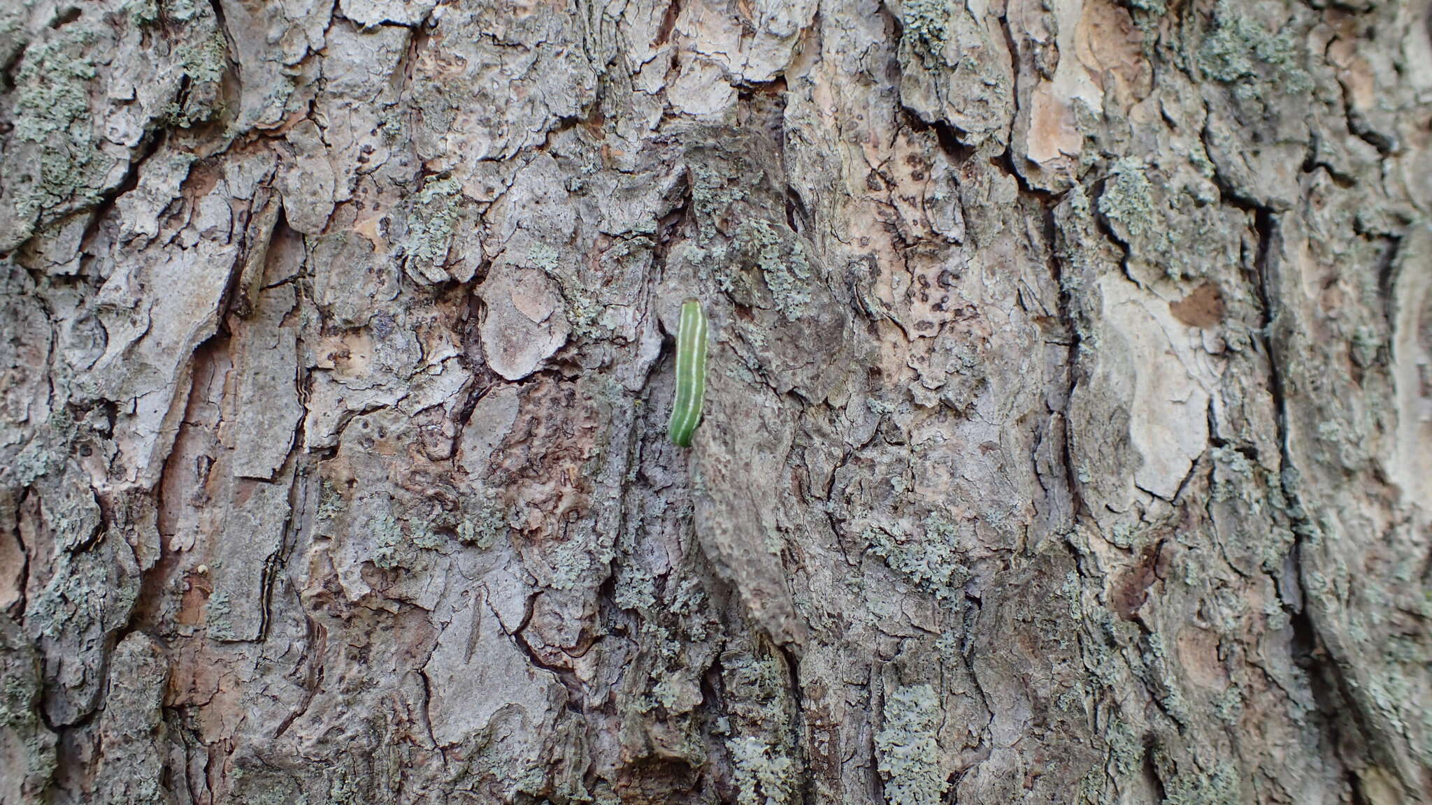 Plancia ëd Gilpinia hercyniae (Hartig)