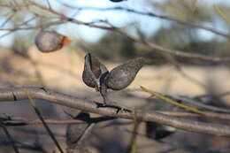 Image of Hakea leucoptera R. Br.