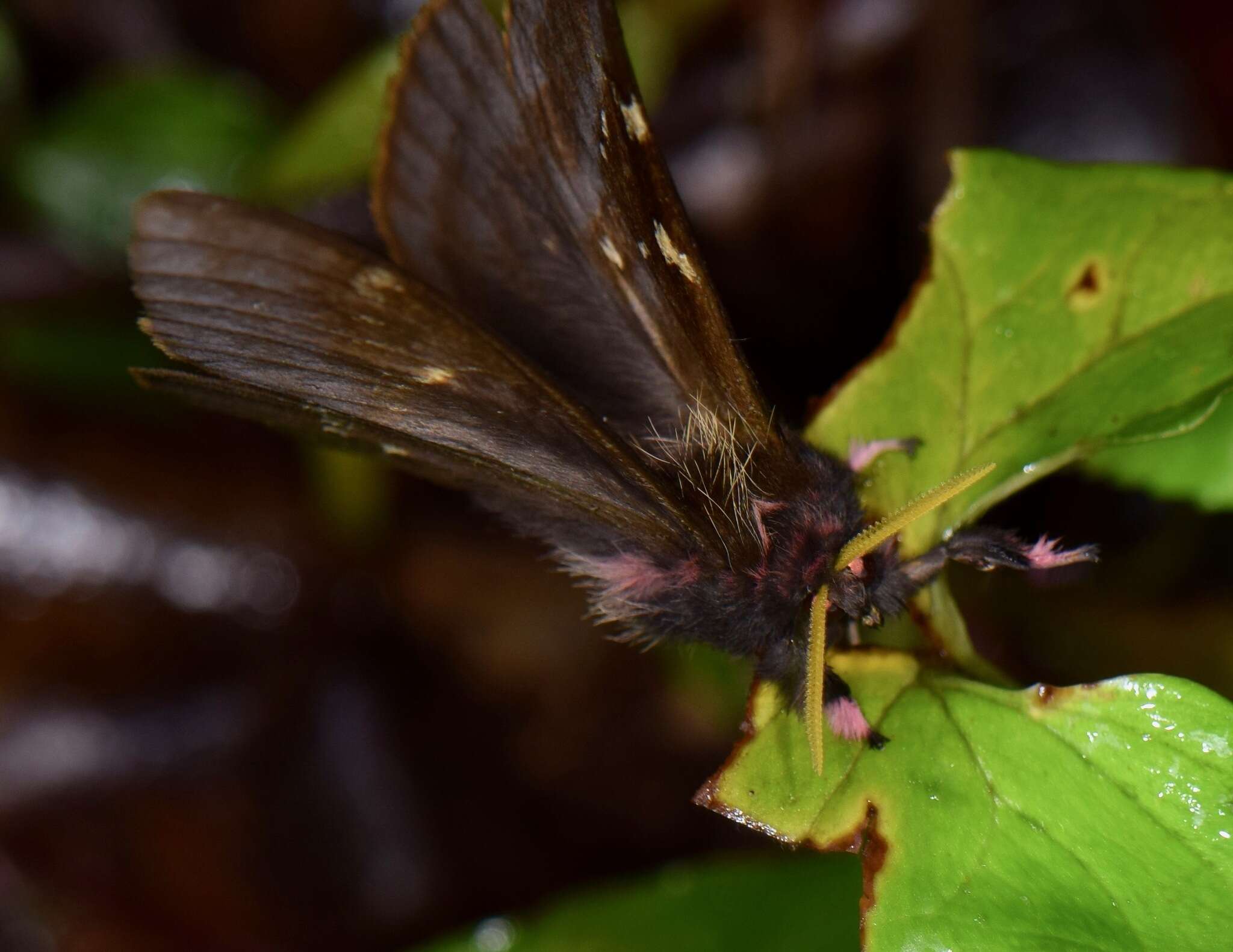 Image of Paradirphia winifredae Lemaire & Wolfe (1990)