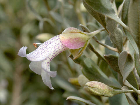 Image of Eremophila platycalyx F. Muell.