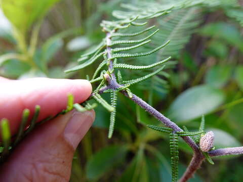 Image of Gleichenia dicarpa R. Br.