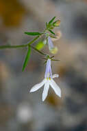 Lobelia pubescens var. pubescens resmi