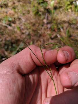 Plancia ëd Festuca occidentalis Hook.