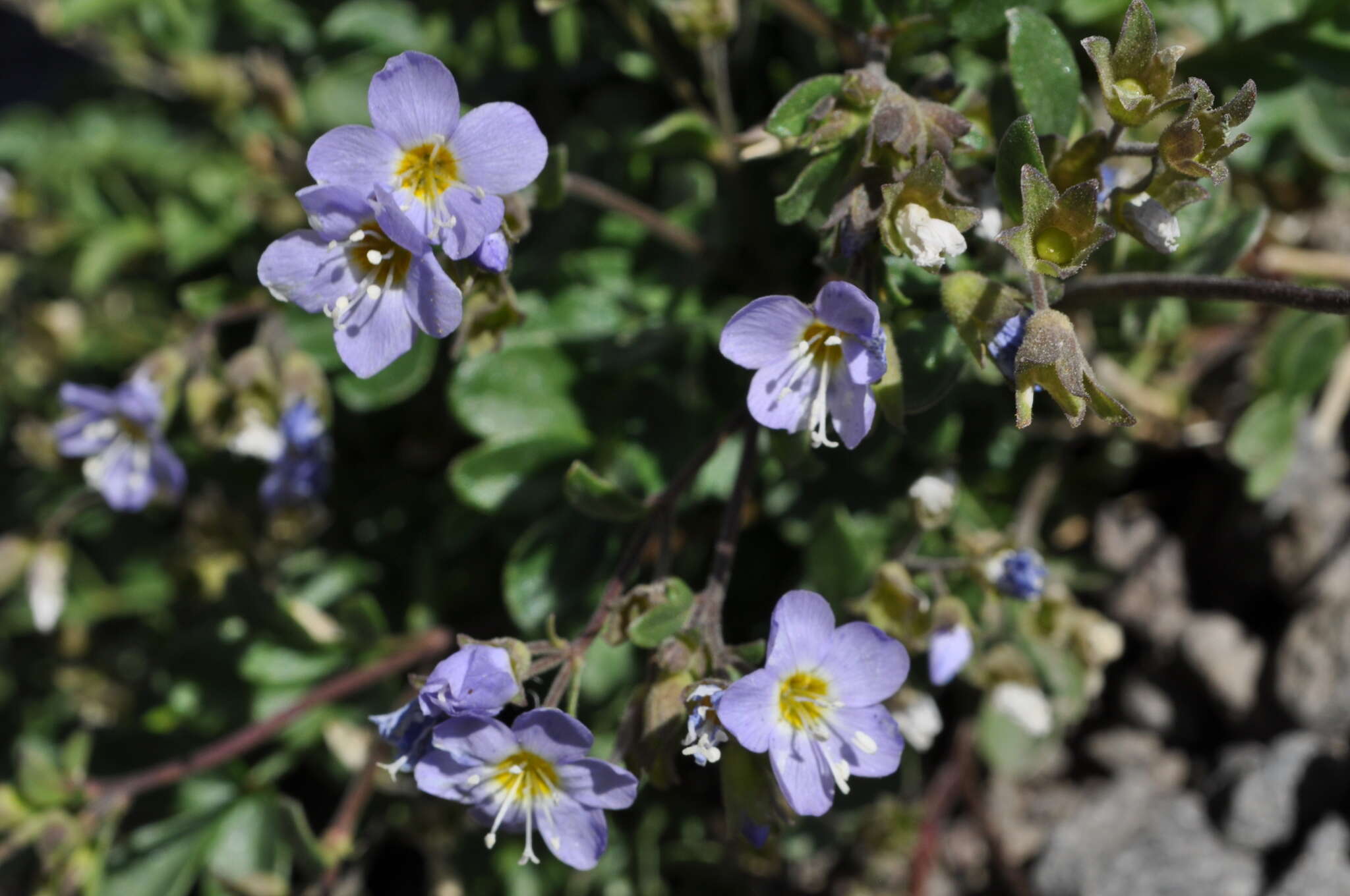 Image de Polemonium pulcherrimum subsp. pulcherrimum