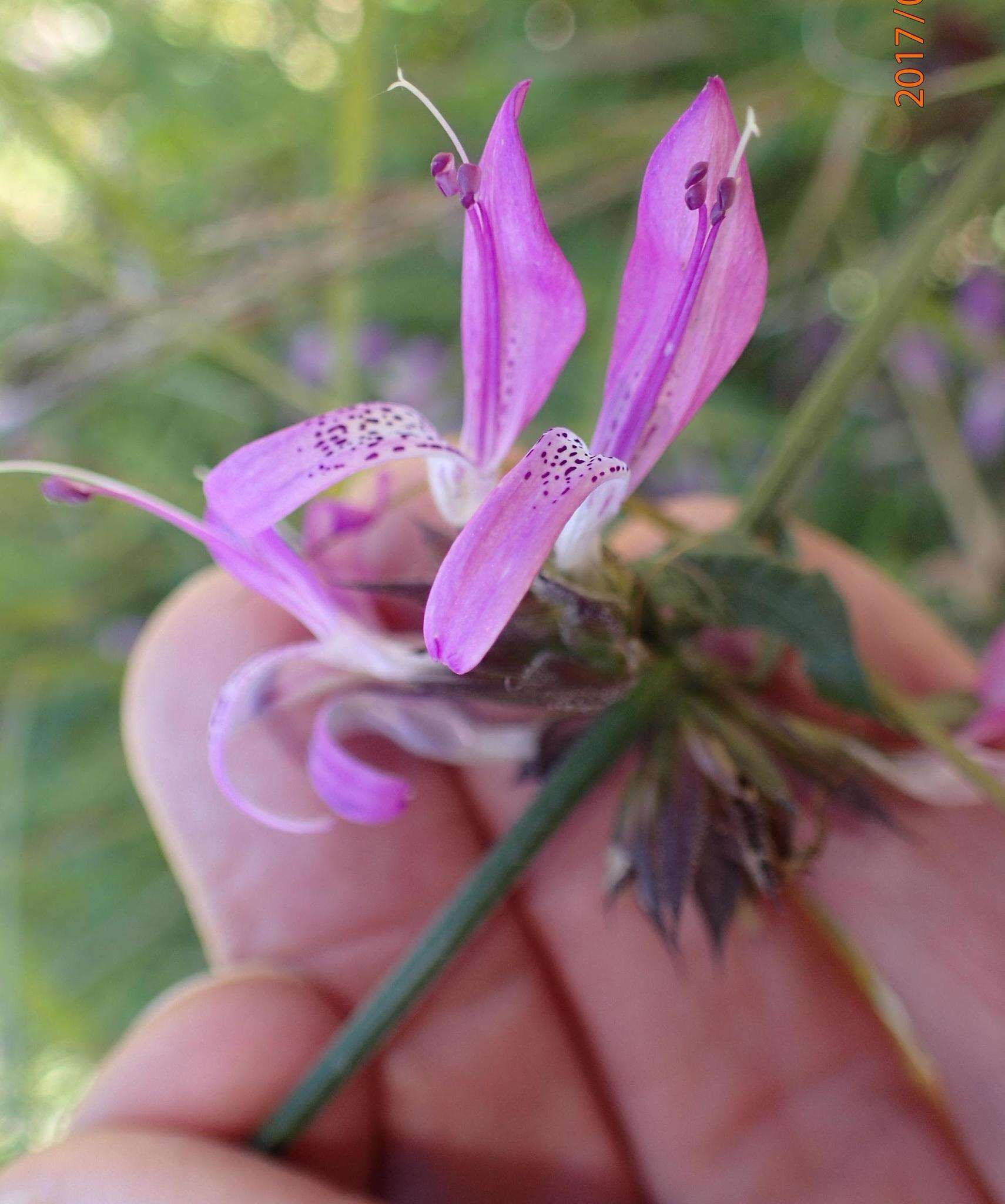 Image de Dicliptera clinopodia Nees