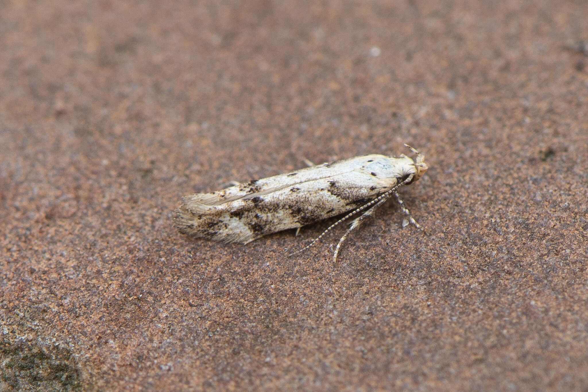 Image of Coleotechnites coniferella Kearfott 1907