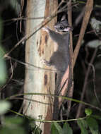 Image of Leadbeater's possum