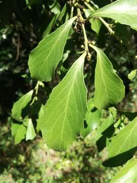 Plancia ëd Gymnosporia undata (Thunb.) Szyszyl.