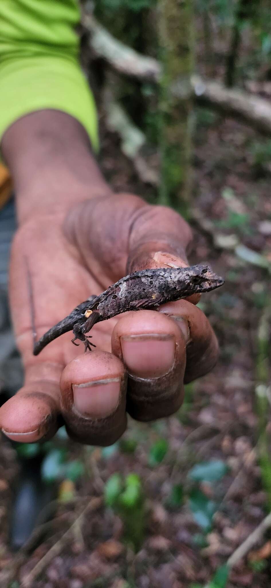 Image of Hispaniolan hopping anole