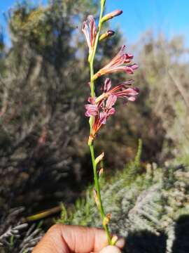 Image of Tritoniopsis elongata (L. Bolus) G. J. Lewis