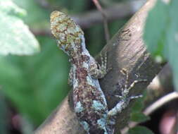 Image of Brazilian Steppe Iguana