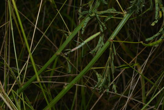 Image of Tenodera costalis Blanchard 1853