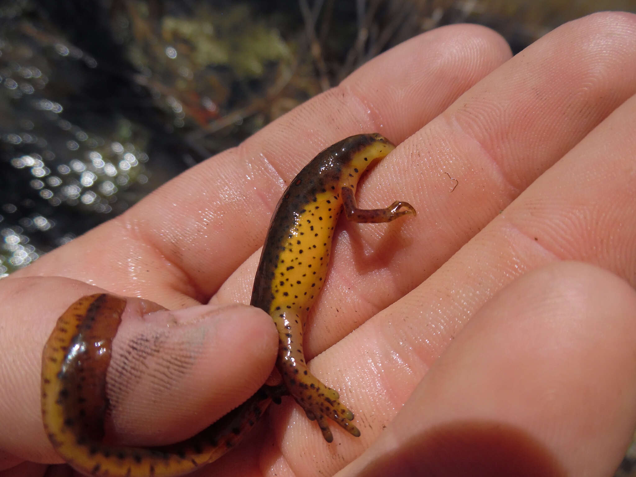 Image of Notophthalmus viridescens viridescens